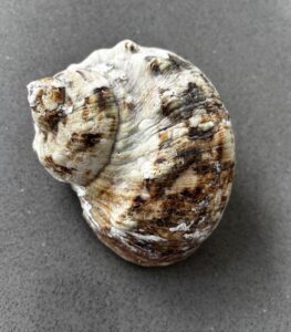 A brown and white shell on a grey background.