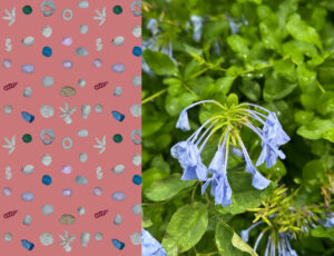 A split screen image, the left side features a series a range of objects on a pink background, the right side features a blue flower on a green leaf background.