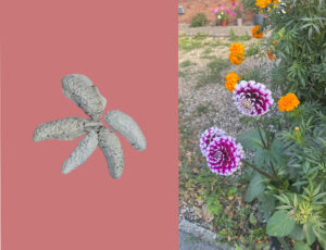 A split screen image, the left side features five grey objects in a star shape, the righ hand side is a purple and white Dahlia flower.